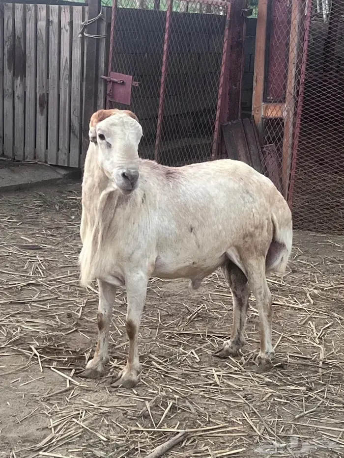 فحل رفيدي مشروط 0