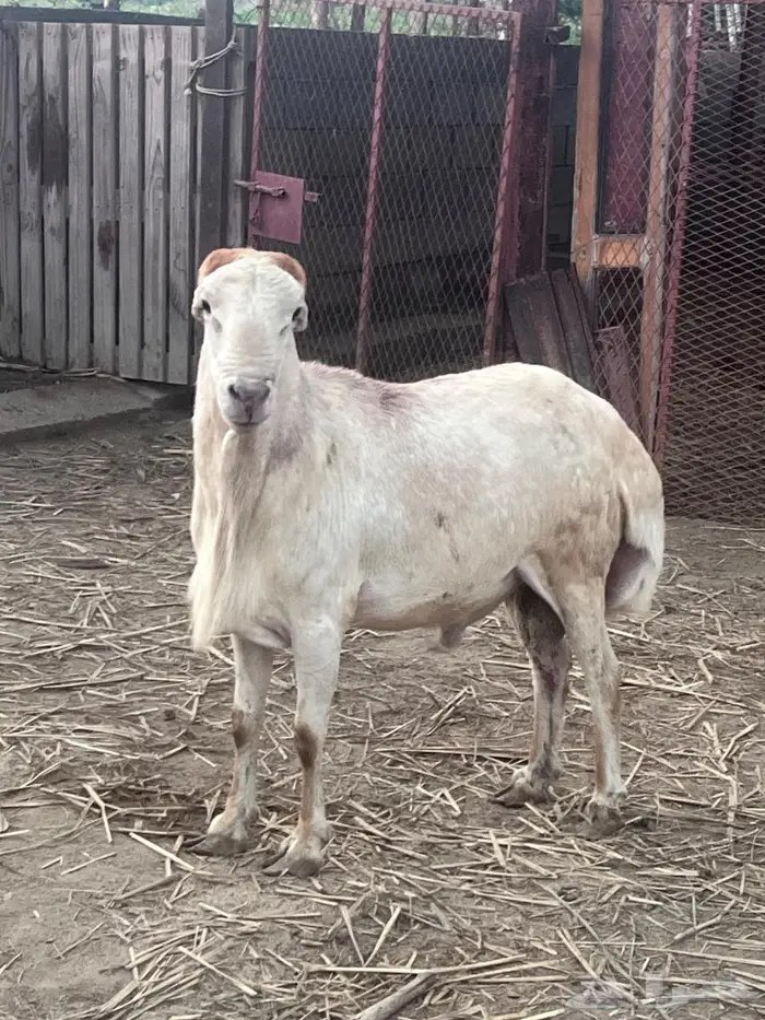 فحل رفيدي مشروط 1