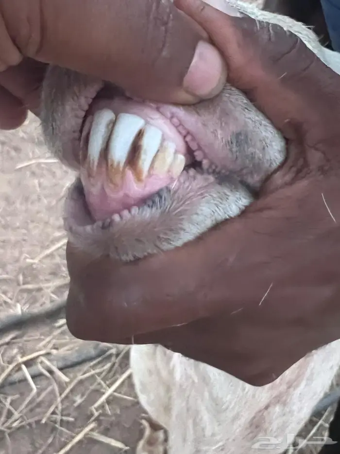 فحل رفيدي مشروط 2