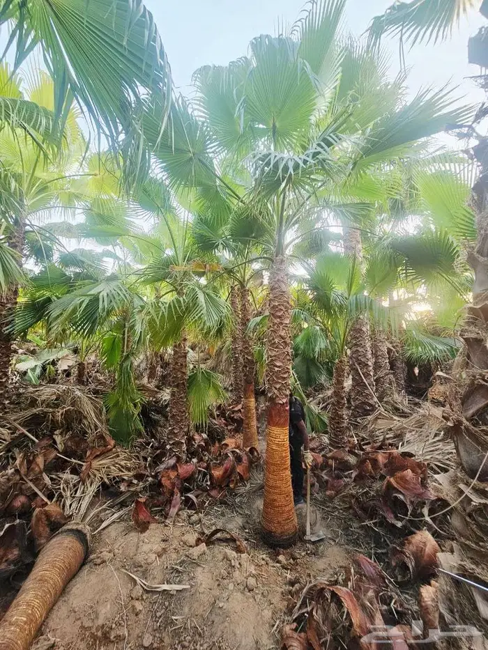 نخل واشنطني زينه نخل واشنطن 4