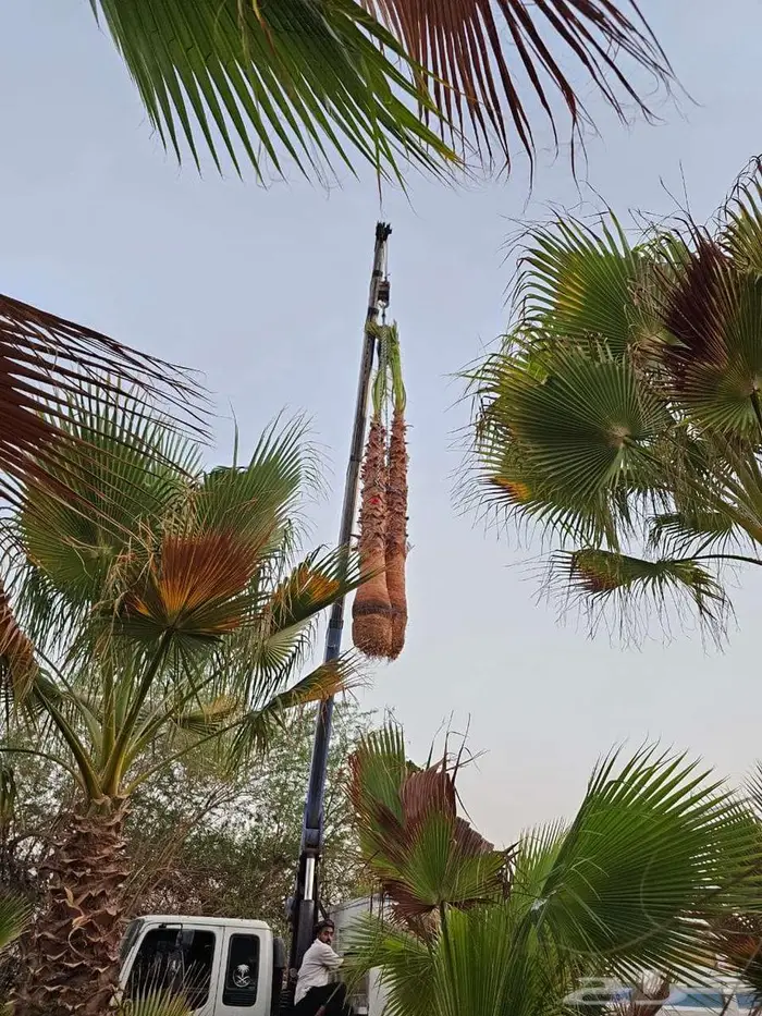 نخل واشنطني زينه نخل واشنطن 6