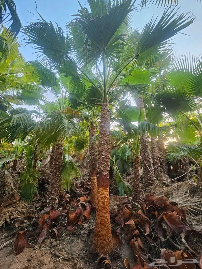 نخل واشنطني زينه نخل واشنطن 5