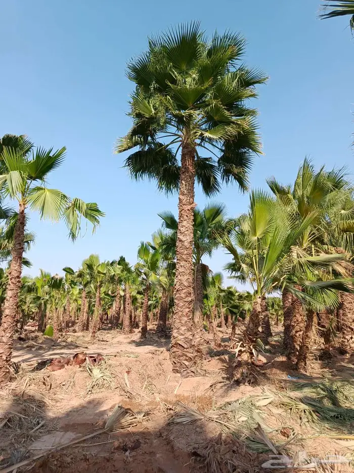 نخل واشنطني زينه نخل واشنطن 0