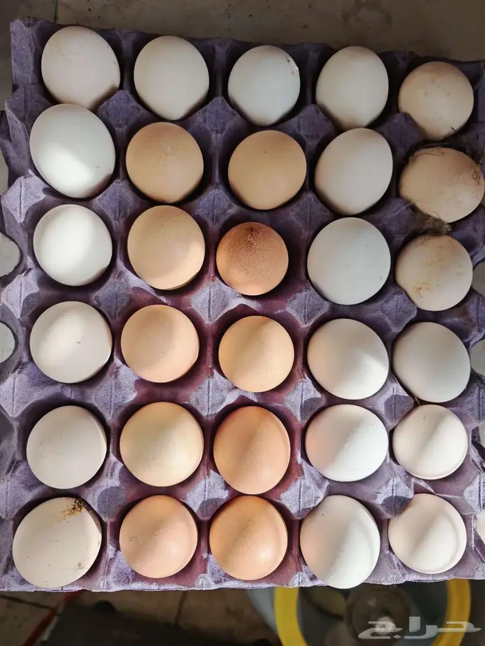 بيض دجاج مشكل 0