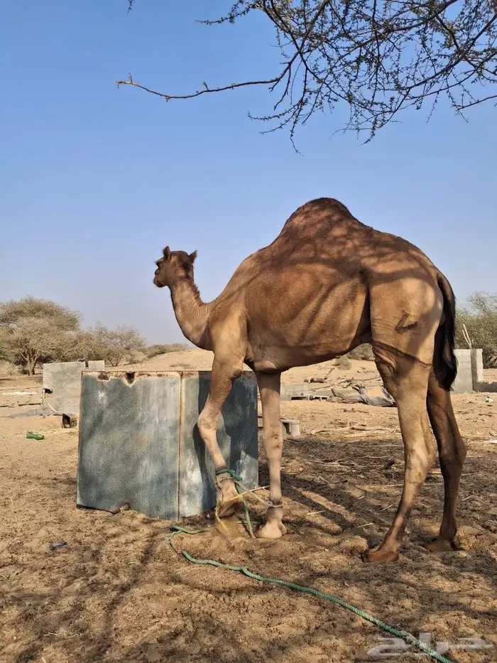 قعود ساحلي 0