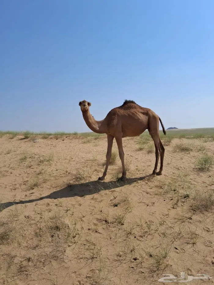 قعود ساحلي 1