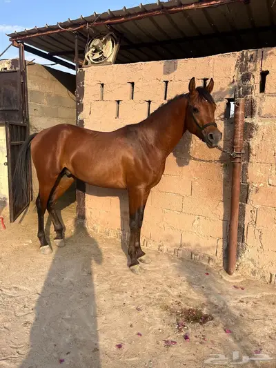 مهر شعبي شييخ منوة القاني index