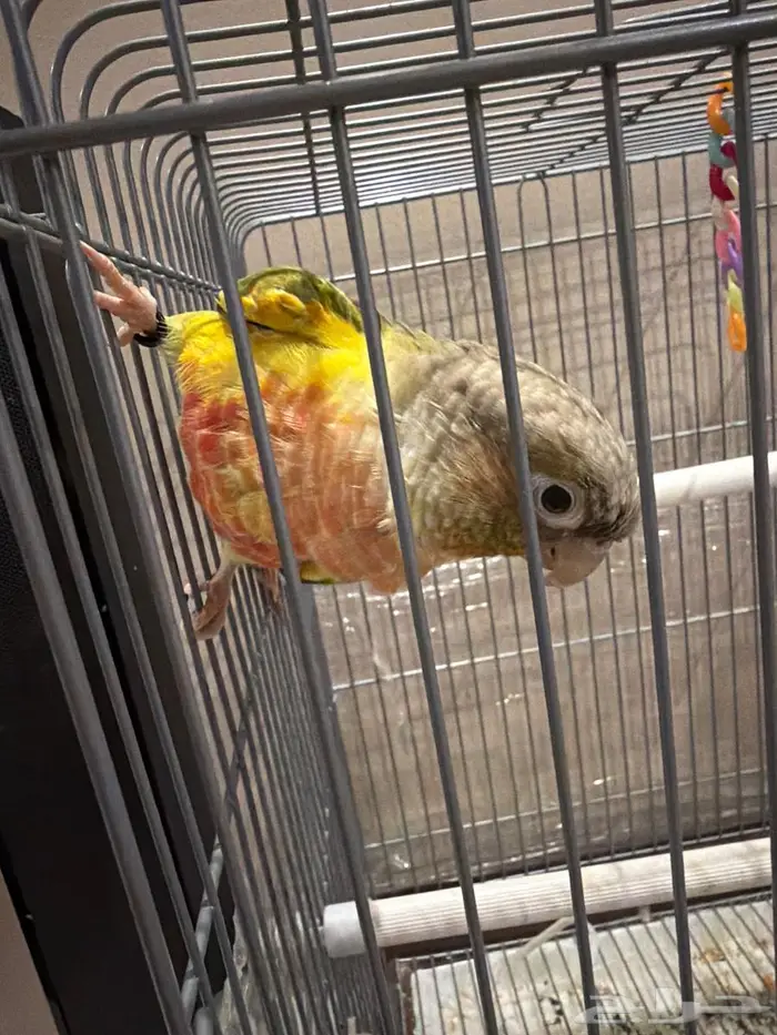 كنيور اناناس 0