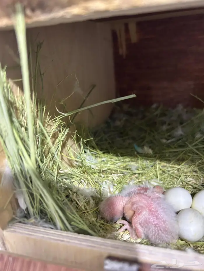 جوز روز مع فروخه 0