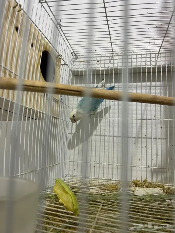 جوز روز مع فروخه 2