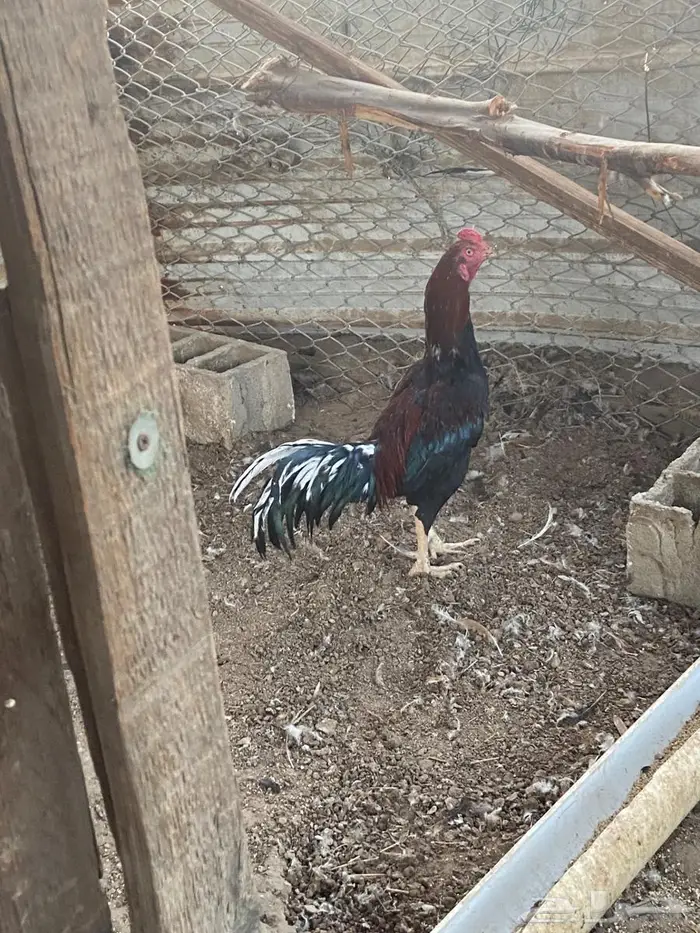 ديك باكستاني ماشاء الله 2