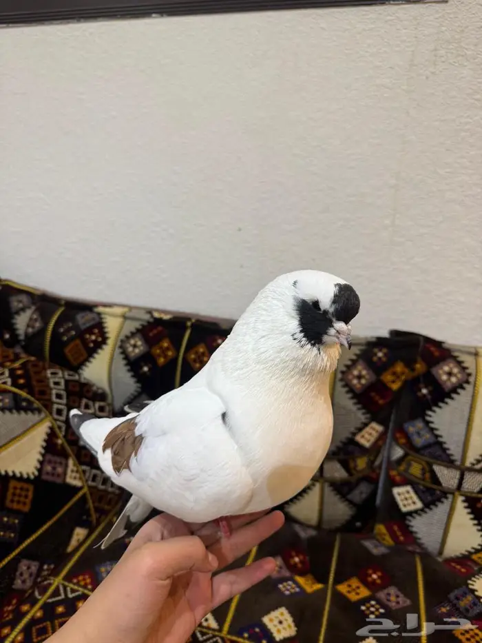 حمام كنق جانبو 3