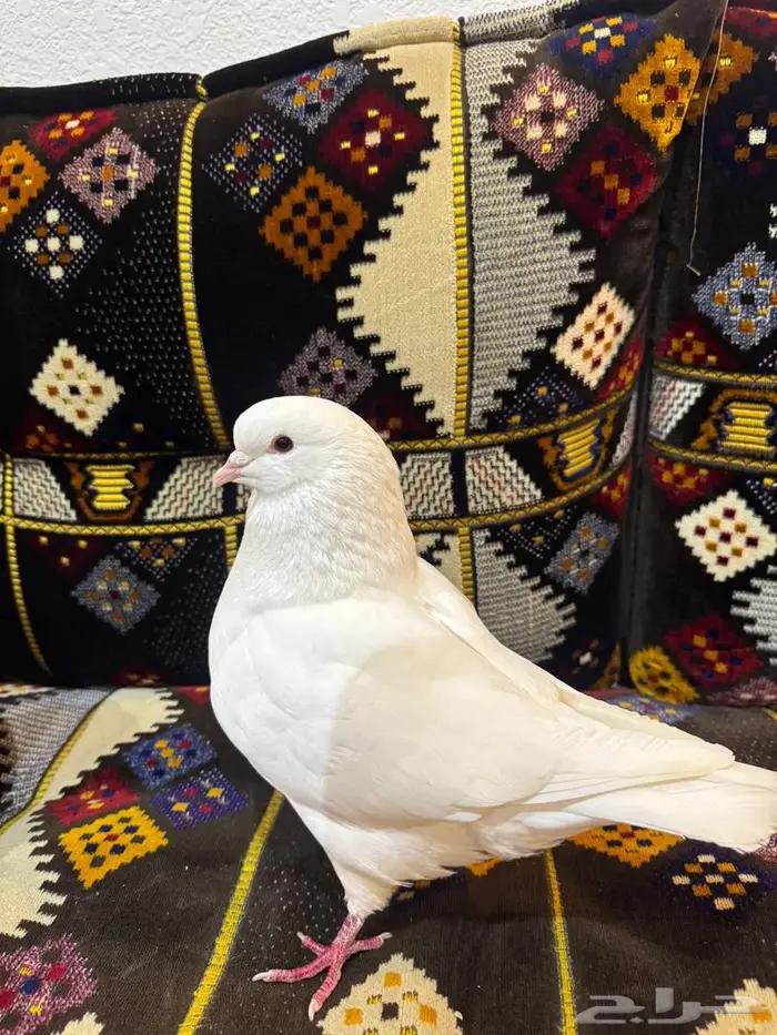 حمام كنق جانبو 2