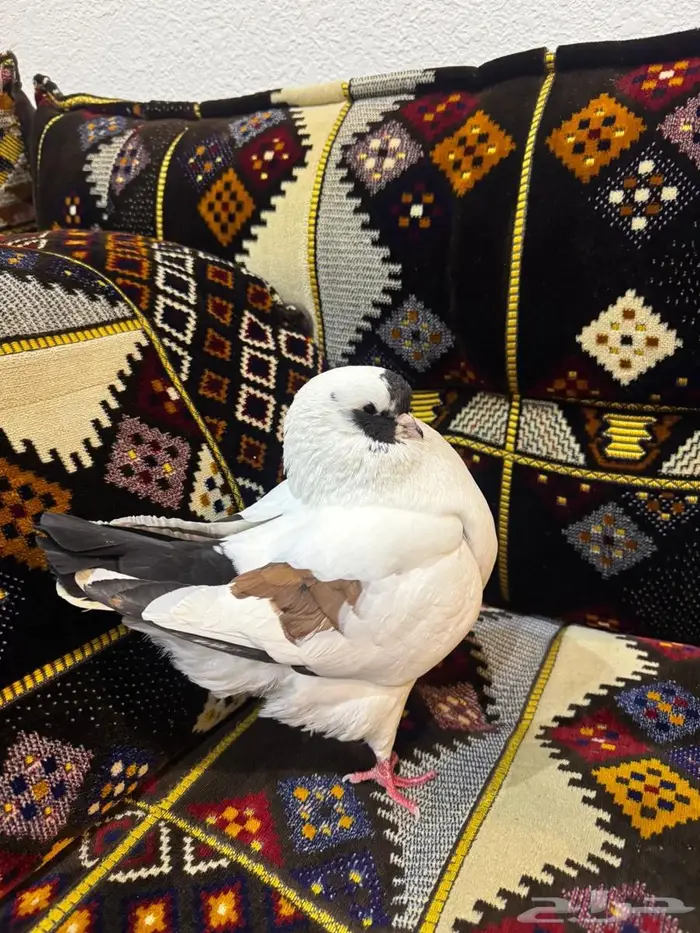 حمام كنق جانبو 1