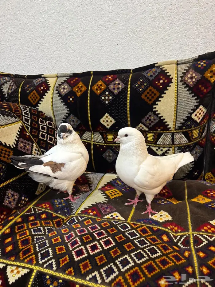 حمام كنق جانبو 0