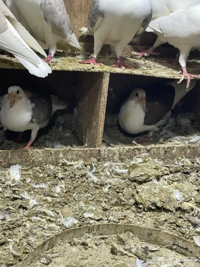 حمام زاجل مكاتيف 1