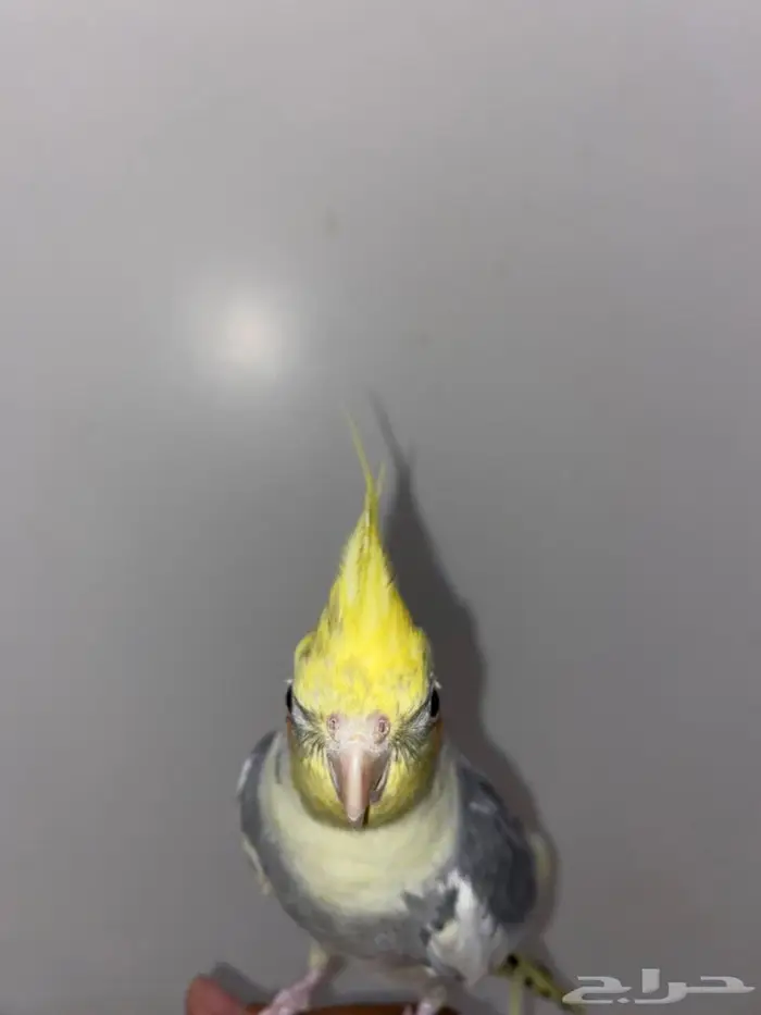 كروان ذكر مفقود في حي المروج ب لها أسبوع مفقود 1