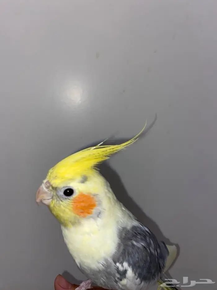 كروان ذكر مفقود في حي المروج ب لها أسبوع مفقود 0