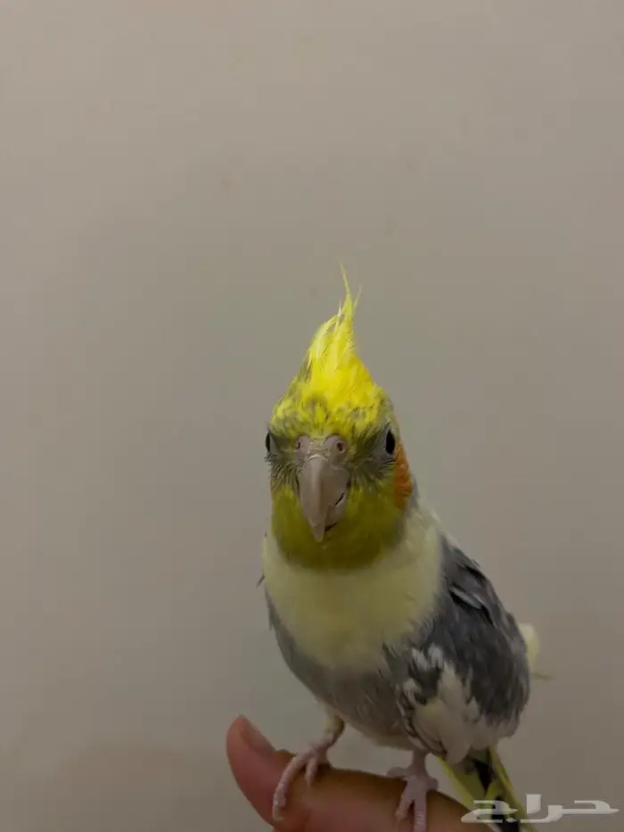 كروان ذكر مفقود في حي المروج ب لها أسبوع مفقود 2