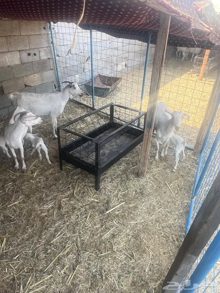 غنم بيشيات صنف وفاخرة وضان للبيع 1