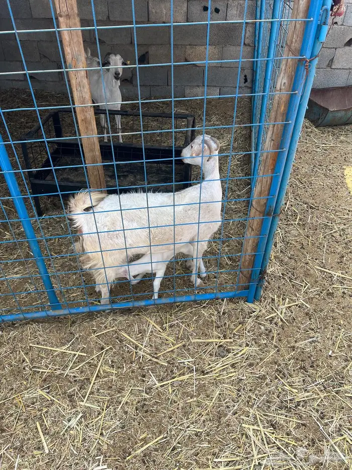 غنم بيشيات صنف وفاخرة وضان للبيع 15