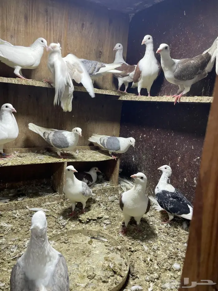 حمام زاجل مكاتيف 0