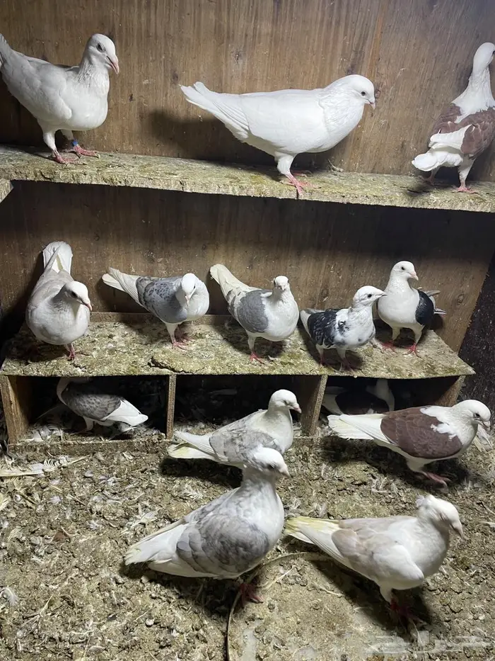 حمام زاجل مكاتيف 2