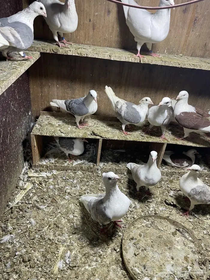 حمام زاجل مكاتيف 3