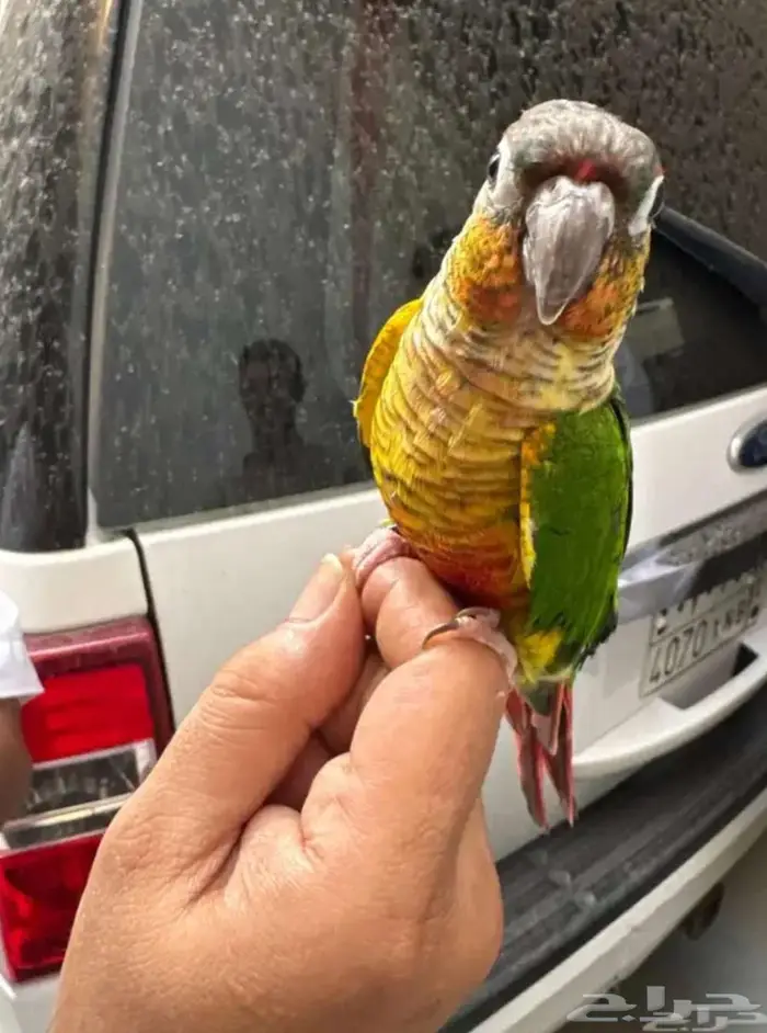 كنيور هدد خارجي ومتكلم بسعر مغري جدا 3