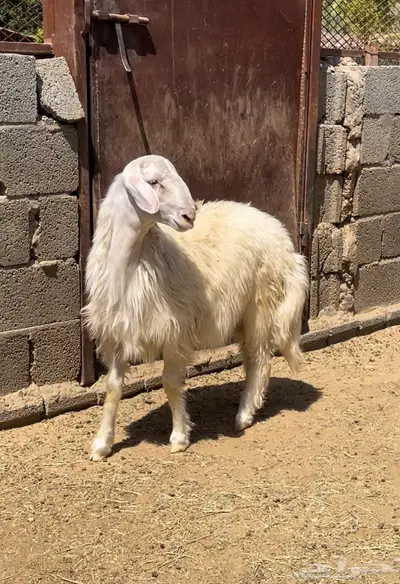 خروف اصفر ابرص index