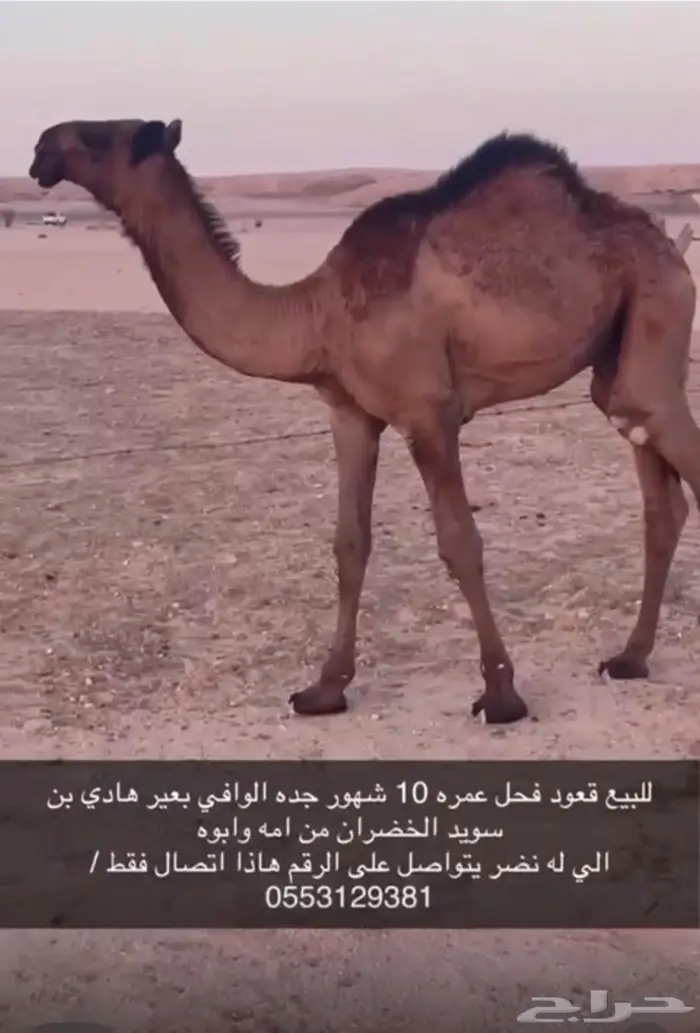 قعود فحل للبيع 0