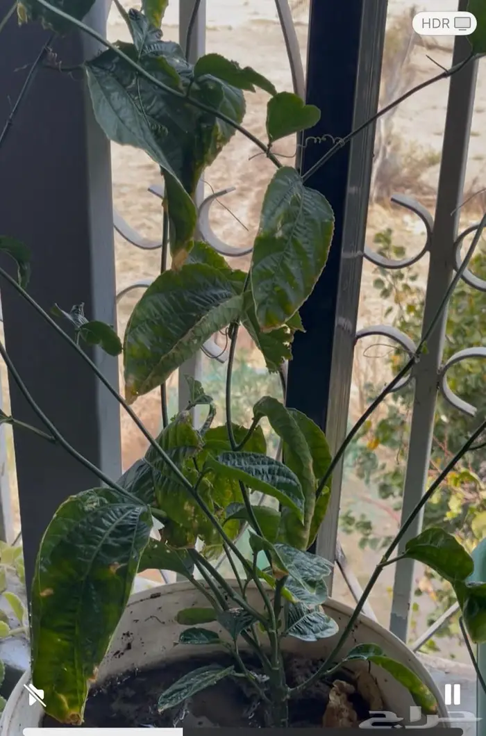 شتلة باشن فروت متفرعه في مركن كبير جاهزه للازهار 0