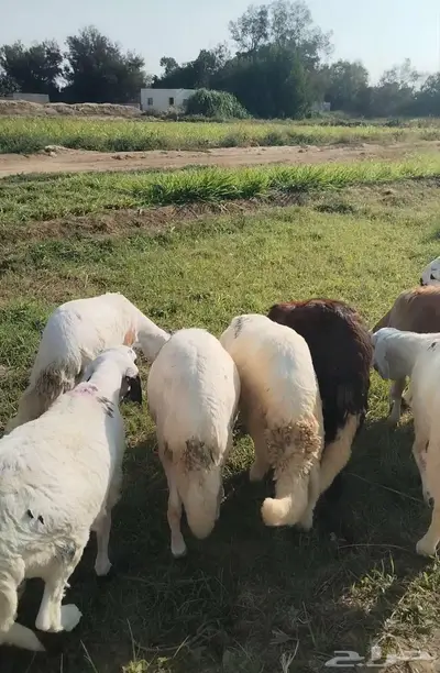 طليان سواكن index