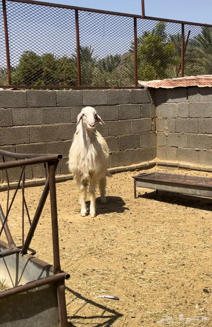 خروف اصفر ابرص 2