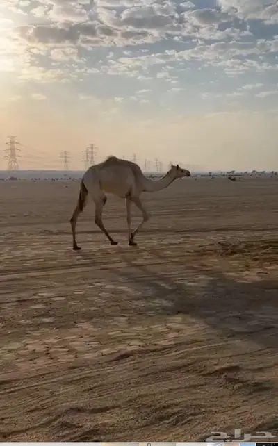 بكره ثنيه من ساس نياق منتجات 0