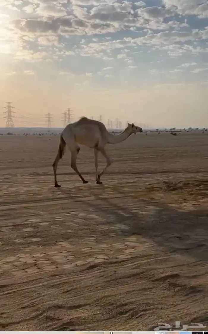 بكره ثنيه من ساس نياق منتجات 0