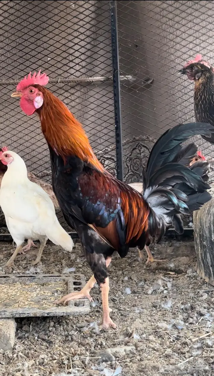 ( تم البيع ) ديك بلدي 2