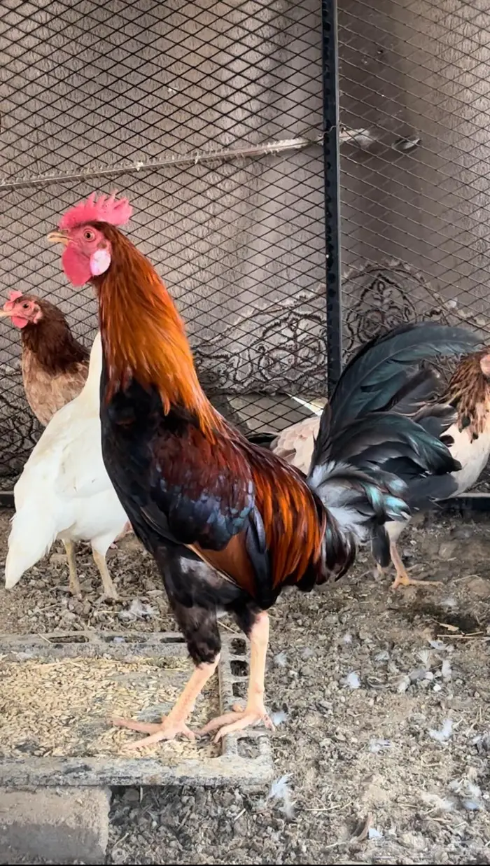 ( تم البيع ) ديك بلدي 0