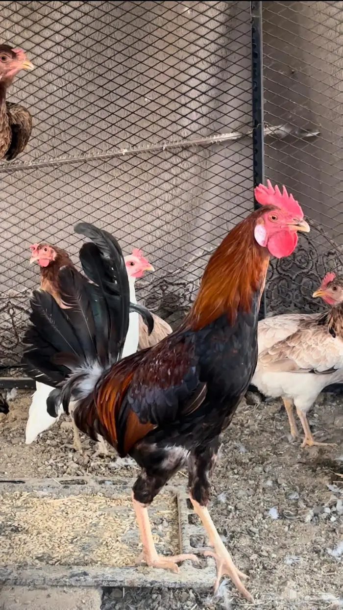 ( تم البيع ) ديك بلدي 1