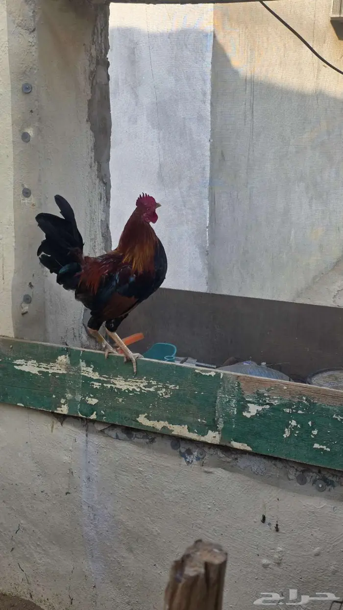 ديك بلدي للبيع مستعجل قابل لي التفاوض 2