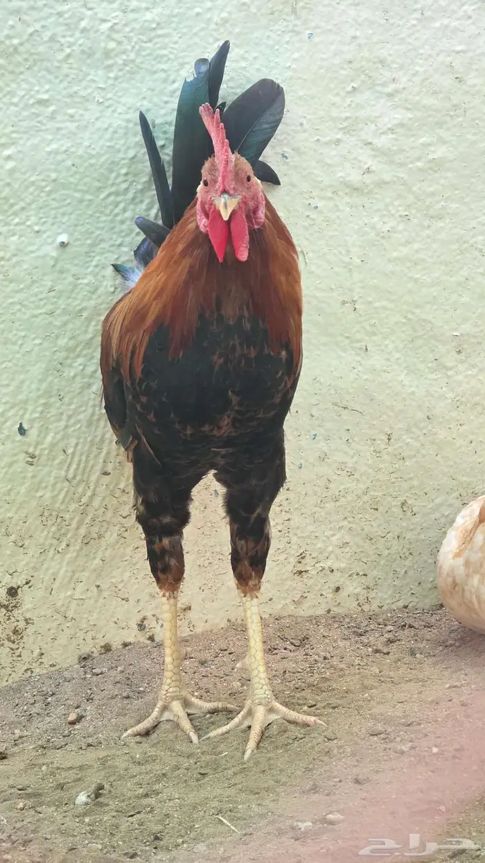 ديك بلدي للبيع مستعجل قابل لي التفاوض 0