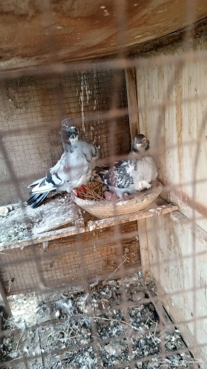 حمام مكشكش زوج منتج 0