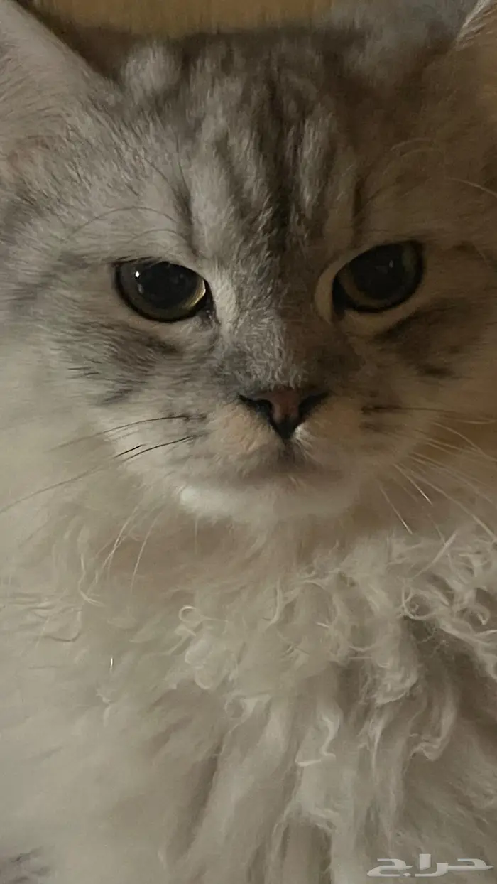 قطط للتبني 0