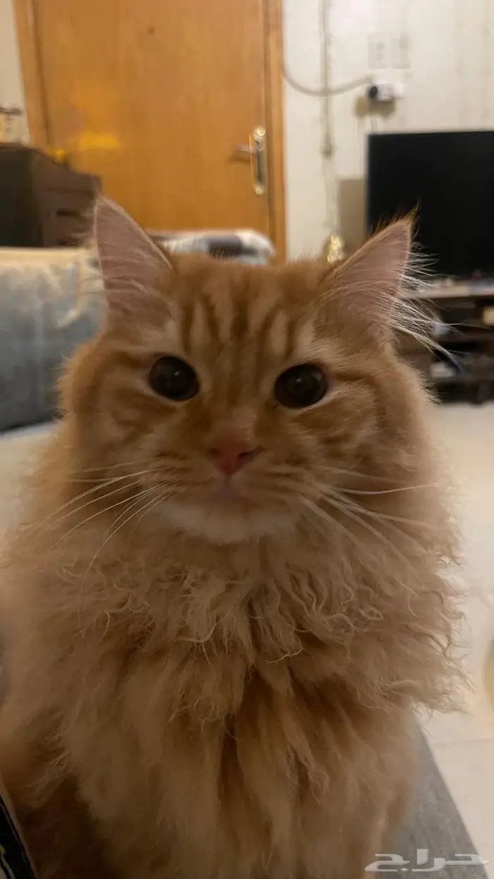 قطط للتبني 1