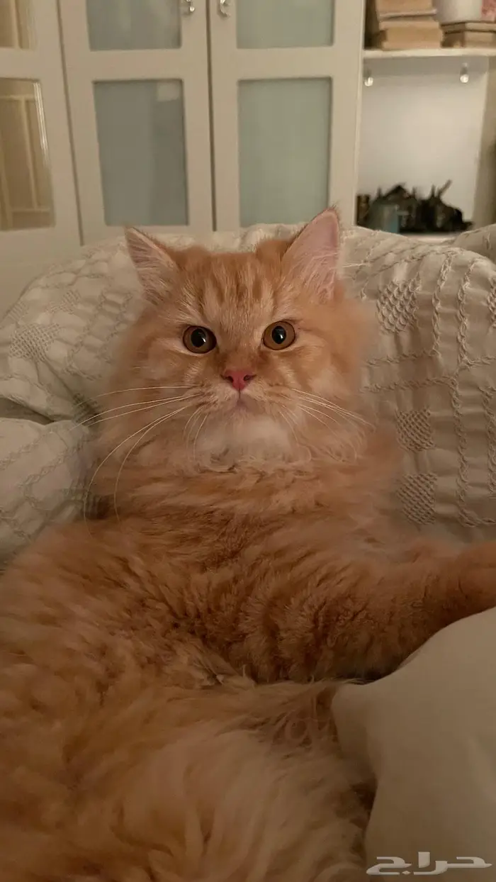 قطط للتبني 4