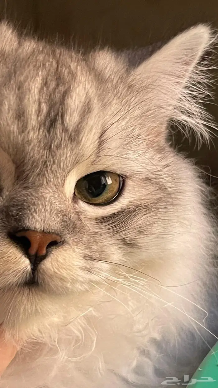 قطط للتبني 2