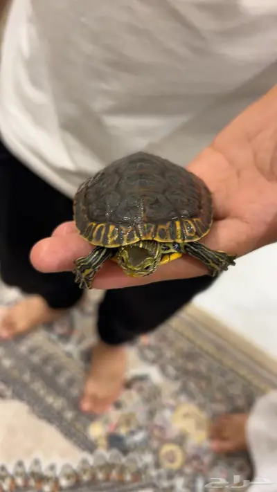 سلاحف اليفه index