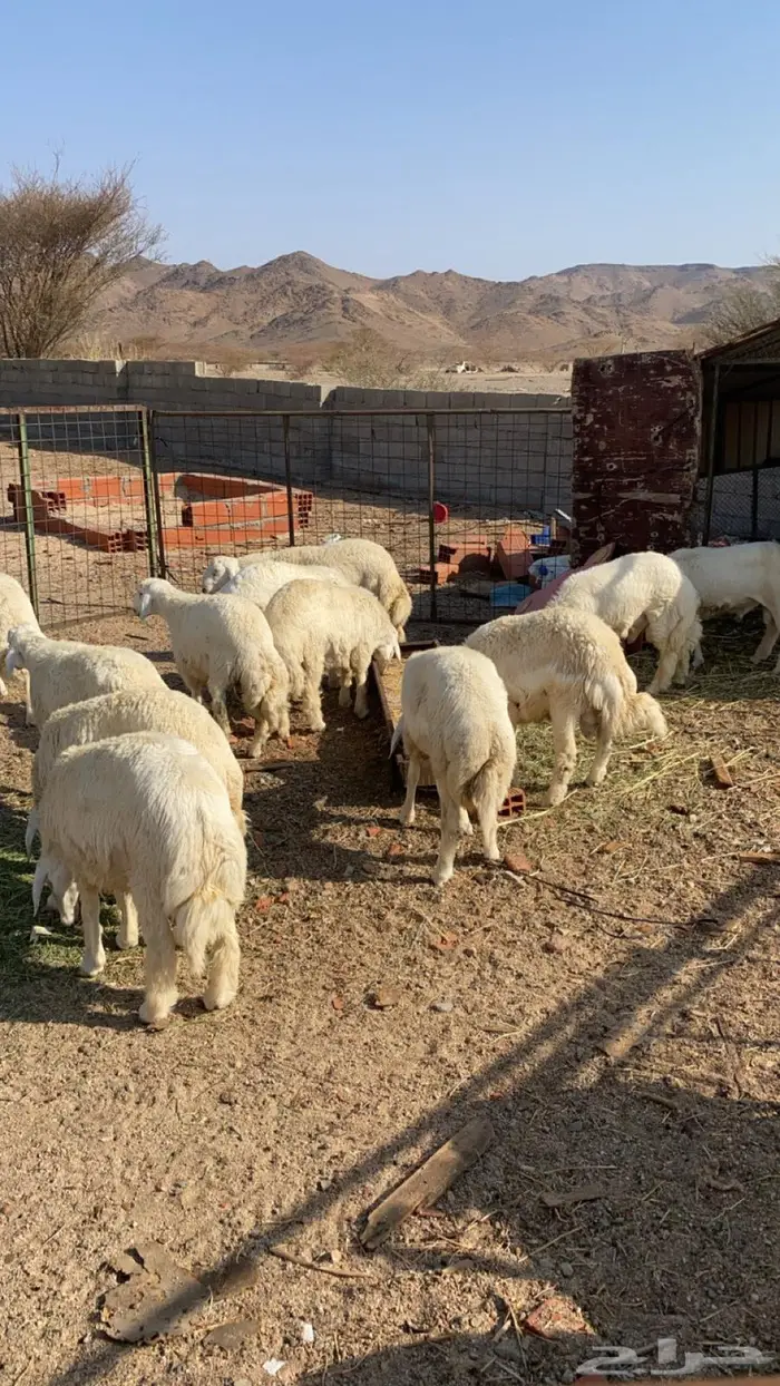 شامية عسفان 6