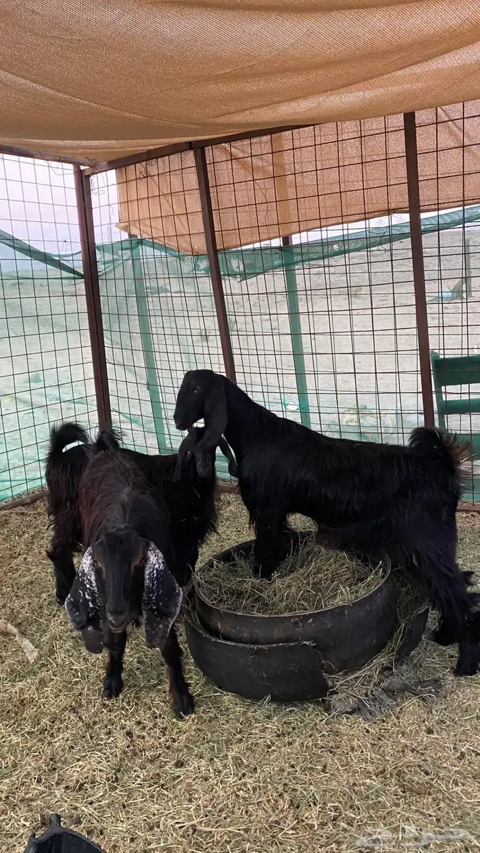 3 تيوس وجفرة 1