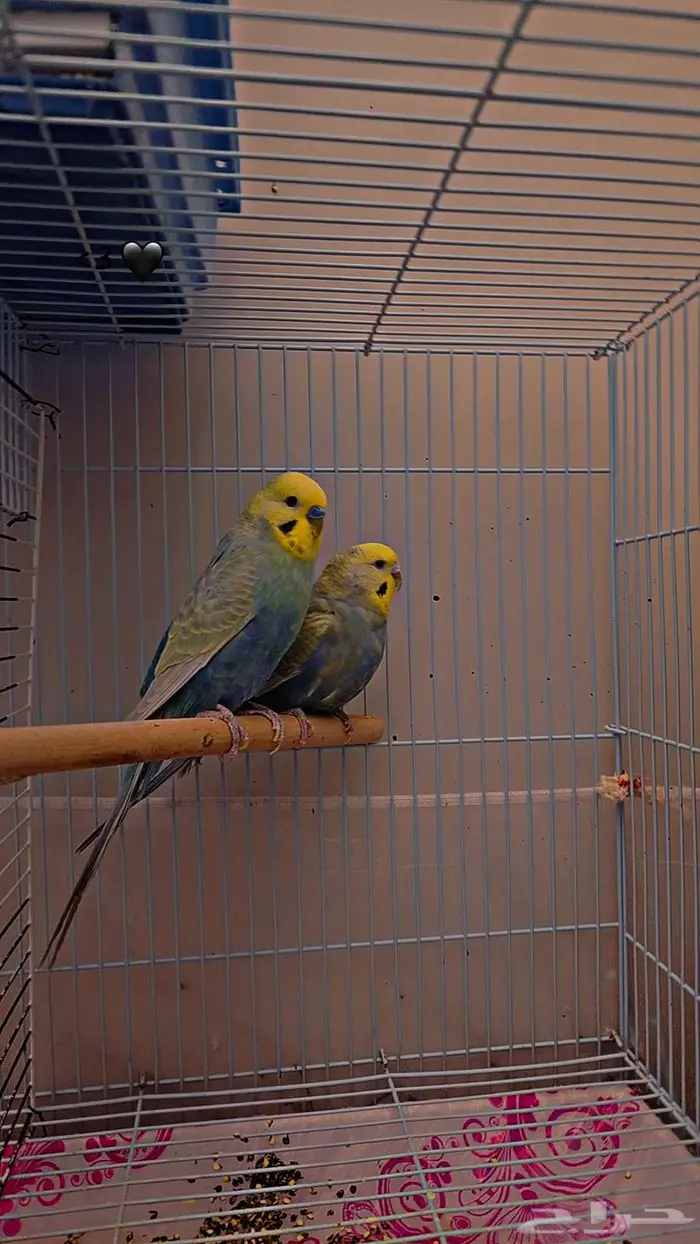 بادجي هولندي طفرة رينبو . 0